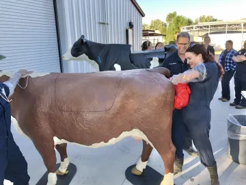 Student engaging with life-size bovine uterine prolapse model.