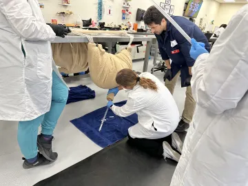 Students crouch next to a model of a bovine torso and reproductive area as they learn to identify trichomoniasis.