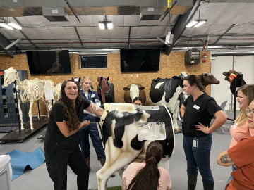 Three club members work with a life-size cow model.