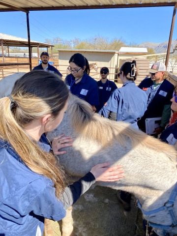 A student examines a palomino horse as students and veterinary staff look on.