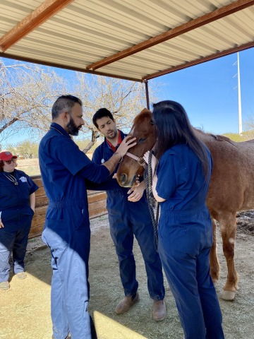 A student examines a brown horse as a professor and veterinary technician look on.