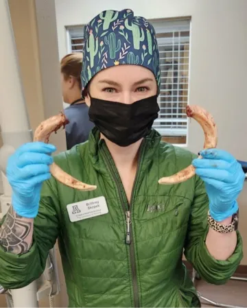 A woman wearing surgical scrubs and a mask holds two pig tusks.