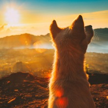 dog sunrise
