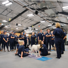 Veterinary students at a live dog lab.