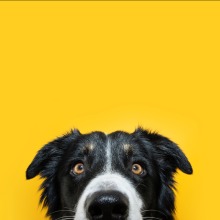 bordie collie looking over his nose