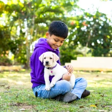 A boy around age 12 holds a yellow Lab puppy and smiles.