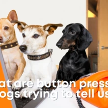 what are button pressing dogs trying to tell us?