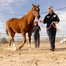 Horse at the farm
