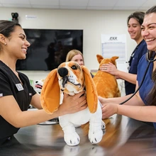 students working on a simulation animal in the clinical skills labs