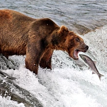 Bear and salmon in Alaska