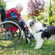 elderly woman in a wheelchair with a dog