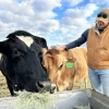 Animal Care Technician with teaching herd cows. 