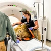 Cierra Smith gives a lion a CT scan during her clinical rotation