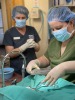 Student Megan Brown performs a surgery while Dr. Christine Staten supervises.