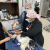 Two veterinary students in scrubs assist with a surgery on a Shih Tzu dog.